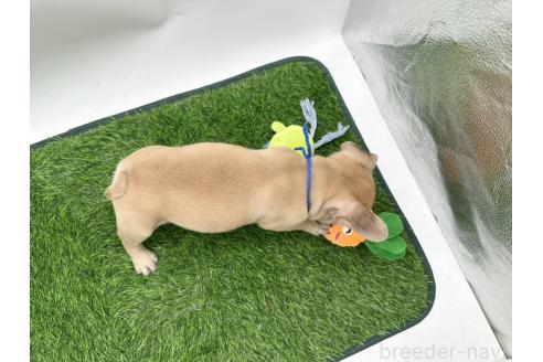 成約済の愛知県のフレンチブルドッグ-385857の2枚目