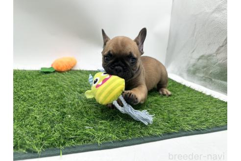 成約済の愛知県のフレンチブルドッグ-385858の1枚目