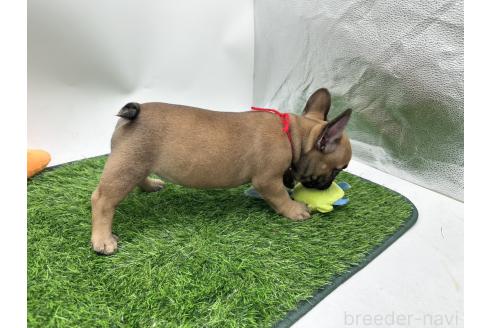 成約済の愛知県のフレンチブルドッグ-385858の2枚目