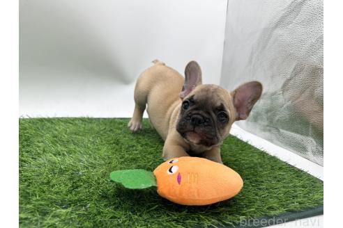 成約済の愛知県のフレンチブルドッグ-385860の5枚目