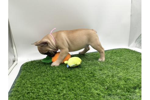 成約済の愛知県のフレンチブルドッグ-385860の4枚目