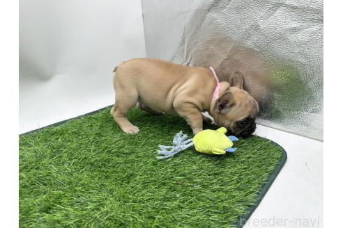 成約済の愛知県のフレンチブルドッグ-385860の3枚目