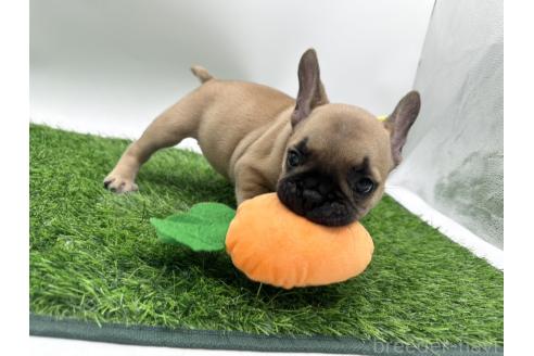 成約済の愛知県のフレンチブルドッグ-385861の7枚目