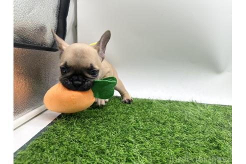 成約済の愛知県のフレンチブルドッグ-385861の6枚目