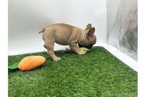 成約済の愛知県のフレンチブルドッグ-385861の3枚目