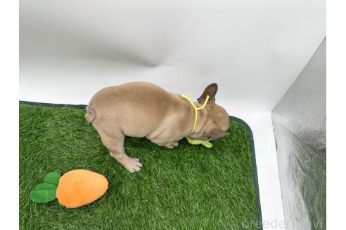 成約済の愛知県のフレンチブルドッグ-385861の2枚目