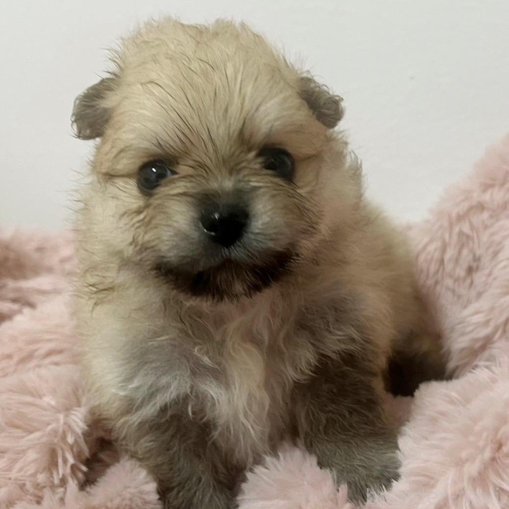 オンライン見学