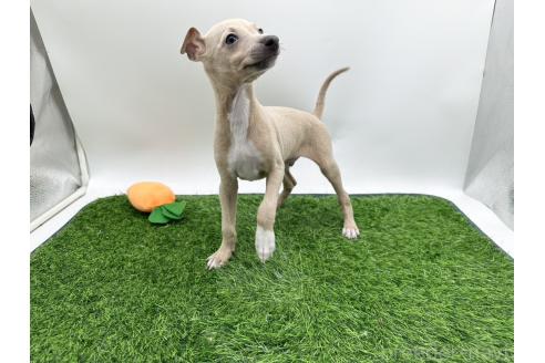 成約済の愛知県のイタリアングレーハウンド(イタグレ)-386135の6枚目