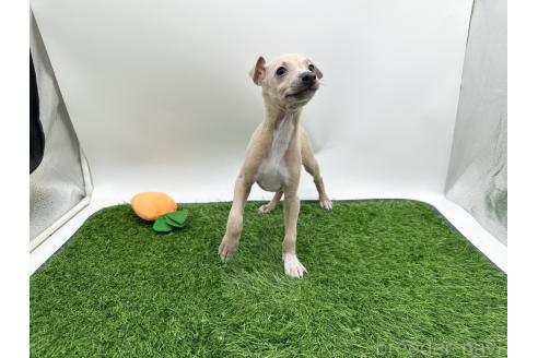 成約済の愛知県のイタリアングレーハウンド(イタグレ)-386135の5枚目