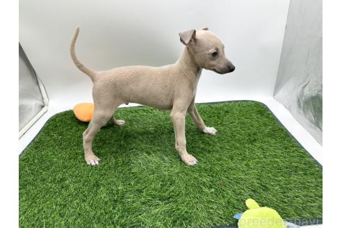 成約済の愛知県のイタリアングレーハウンド(イタグレ)-386135の4枚目