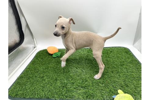 成約済の愛知県のイタリアングレーハウンド(イタグレ)-386135の3枚目