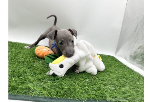 成約済の愛知県のイタリアングレーハウンド(イタグレ)-386137の1枚目