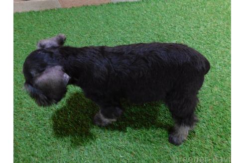 商談中の三重県のミニチュアシュナウザー-385953の5枚目