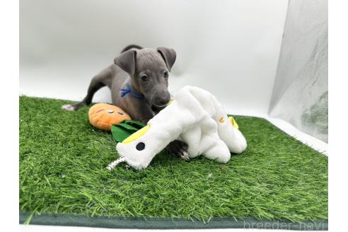 成約済の愛知県のイタリアングレーハウンド(イタグレ)-386137の6枚目