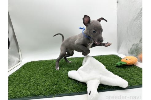 成約済の愛知県のイタリアングレーハウンド(イタグレ)-386137の5枚目