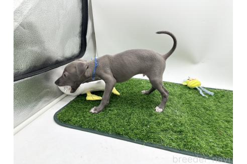 成約済の愛知県のイタリアングレーハウンド(イタグレ)-386137の4枚目