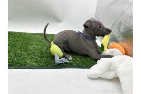 成約済の愛知県のイタリアングレーハウンド(イタグレ)-386137の3枚目