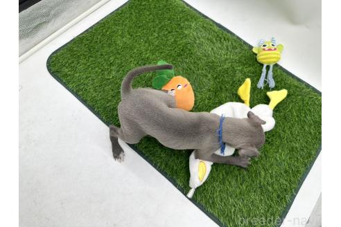 成約済の愛知県のイタリアングレーハウンド(イタグレ)-386137の2枚目