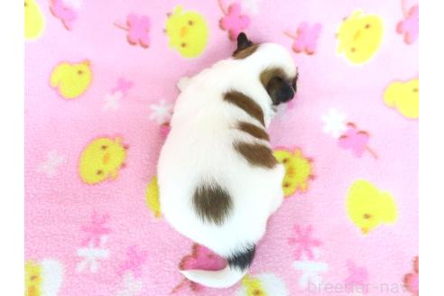 販売中の千葉県のパピヨン-388526の11枚目