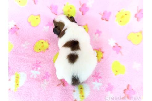 成約済の千葉県のパピヨン-388528の5枚目