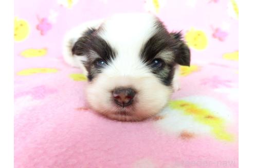 販売中の千葉県のパピヨン-388529の11枚目