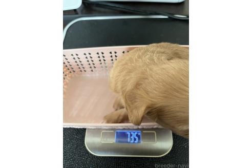 販売中の埼玉県のミックス犬-386383の12枚目