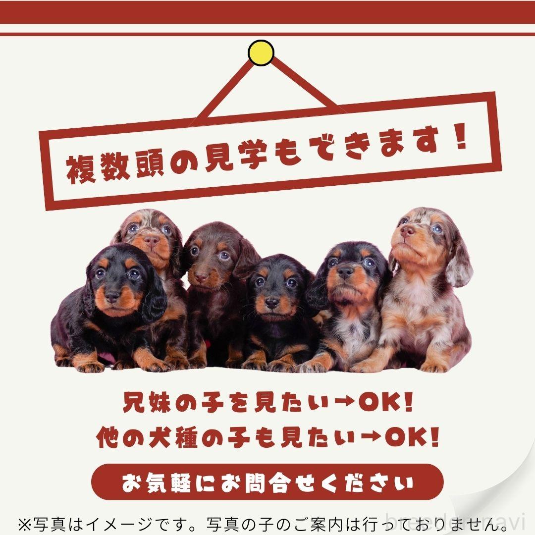 販売中の茨城県のチワワ(ロングコート)-388539の11枚目