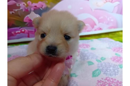 販売中の神奈川県のポメラニアン-388540の20枚目