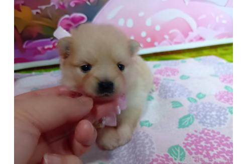 販売中の神奈川県のポメラニアン-388540の18枚目