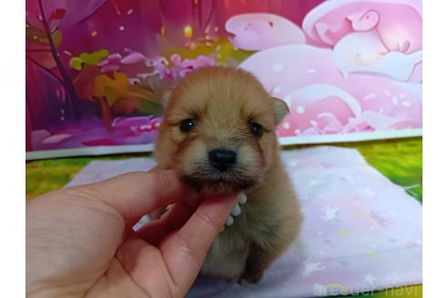 販売中の神奈川県のポメラニアン-388542の17枚目