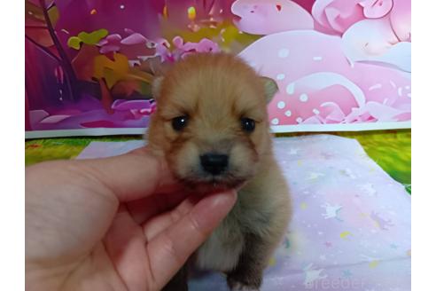 販売中の神奈川県のポメラニアン-388542の16枚目