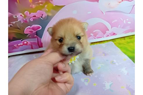 販売中の神奈川県のポメラニアン-388542の15枚目
