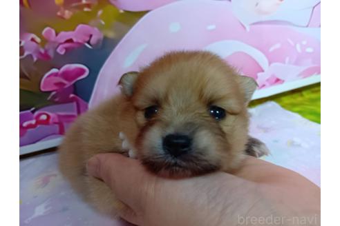 販売中の神奈川県のポメラニアン-388542の14枚目