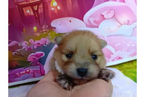 販売中の神奈川県のポメラニアン-388542の12枚目