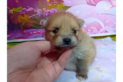 販売中の神奈川県のポメラニアン-388542の11枚目