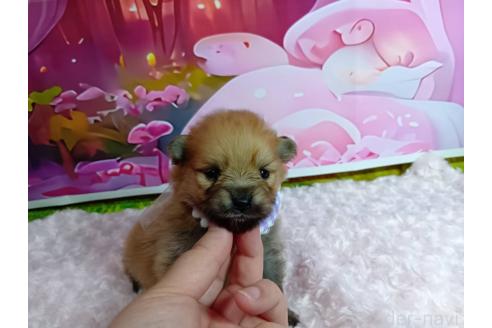 販売中の神奈川県のポメラニアン-388543の12枚目