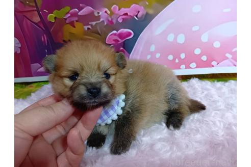 販売中の神奈川県のポメラニアン-388543の10枚目