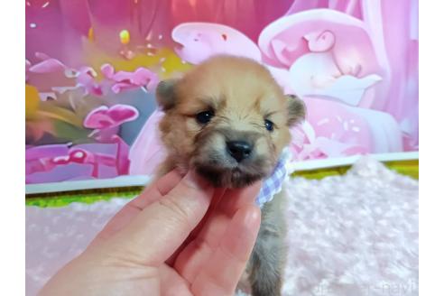 販売中の神奈川県のポメラニアン-388543の7枚目