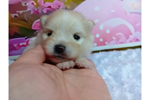 販売中の神奈川県のポメラニアン-388545の14枚目