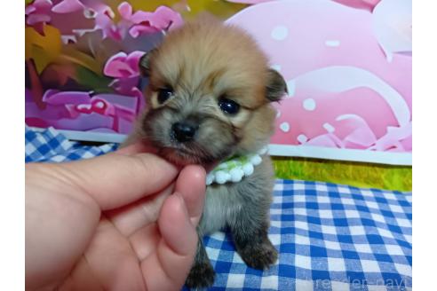 販売中の神奈川県のポメラニアン-388546の12枚目
