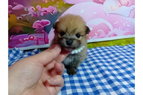 販売中の神奈川県のポメラニアン-388546の11枚目