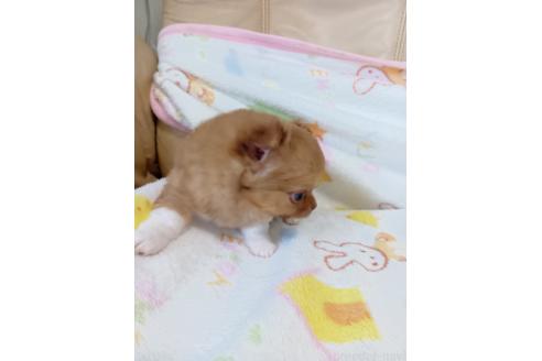 商談中の栃木県のチワワ(ロングコート)-388550の4枚目