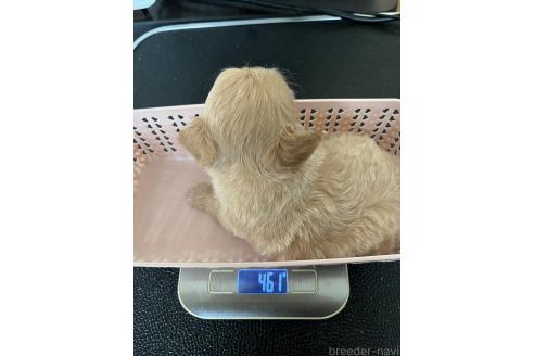 販売中の埼玉県のミックス犬-387220の7枚目