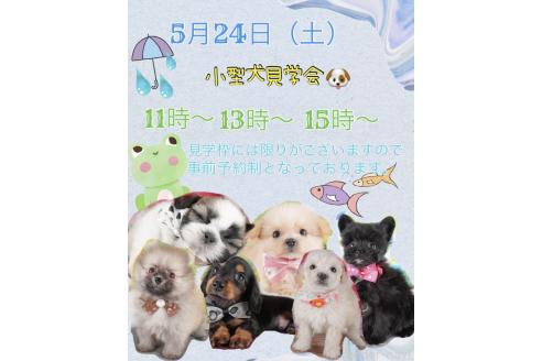 成約済の栃木県のシーズー-385890の3枚目