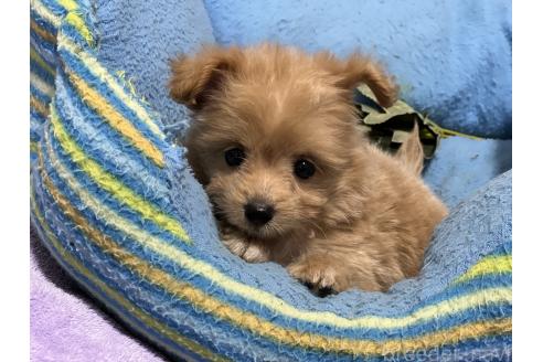 商談中の栃木県のミックス犬-386382
