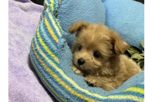販売中の栃木県のミックス犬-386382の4枚目