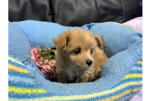 販売中の栃木県のミックス犬-386382の3枚目