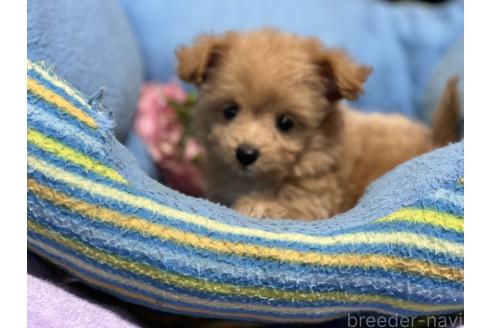 販売中の栃木県のミックス犬-386382の2枚目
