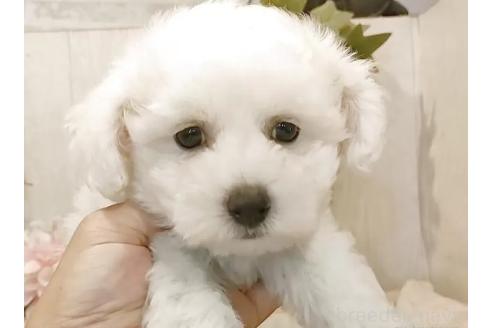 販売中の愛知県のビションフリーゼ-386639の5枚目