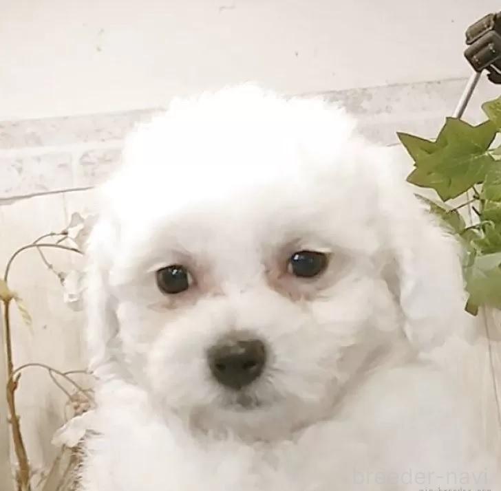 販売中の愛知県のビションフリーゼ-388614